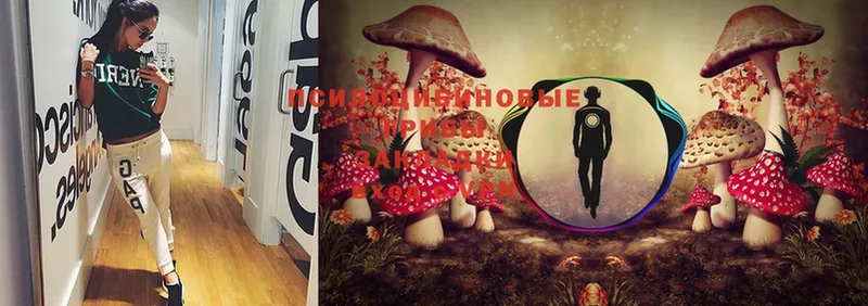 Псилоцибиновые грибы Cubensis  Воркута 